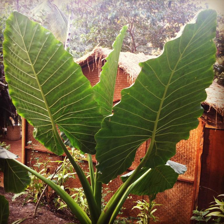 Secret Garden Resort Patnem Beach Esterno foto